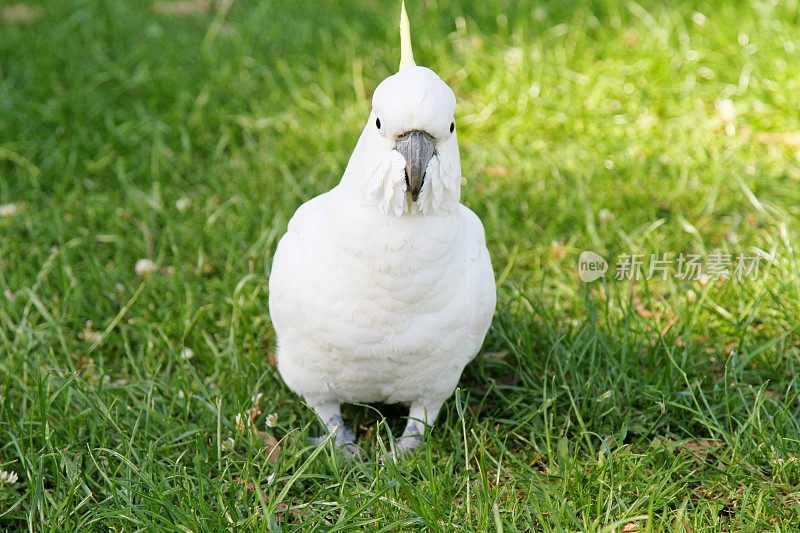 草上的硫冠凤头鹦鹉