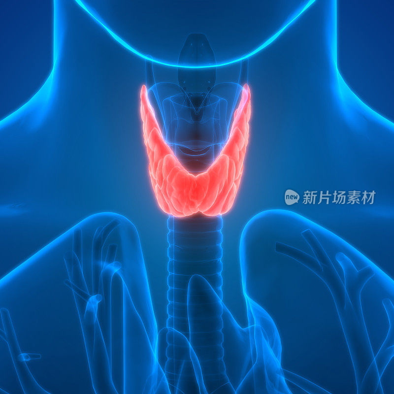 人体腺体解剖(甲状腺