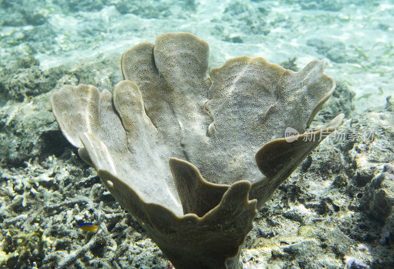 多吉安岛上的珊瑚