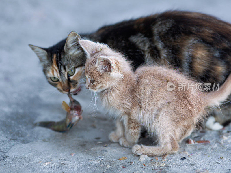 可爱的小猫和小猫妈妈在海港的混凝土码头上