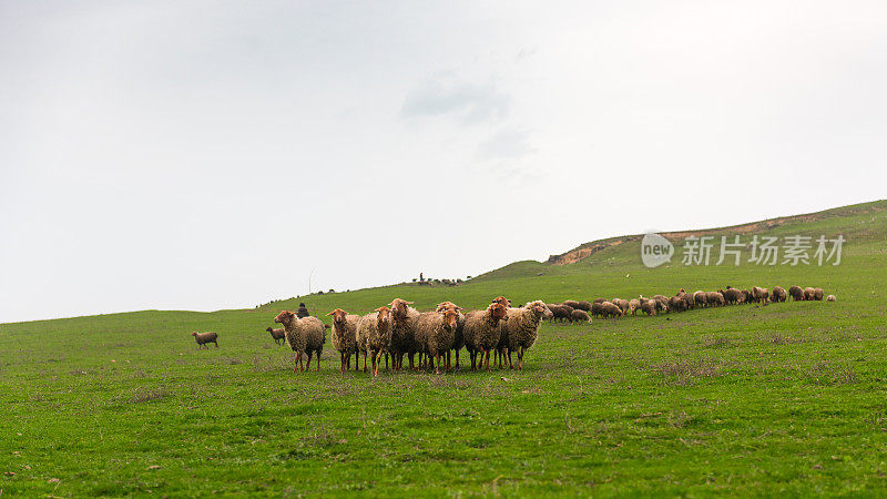 青山上的一群羊