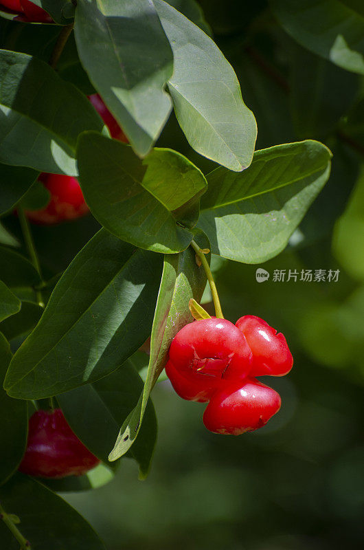 水玫瑰苹果，水仙花