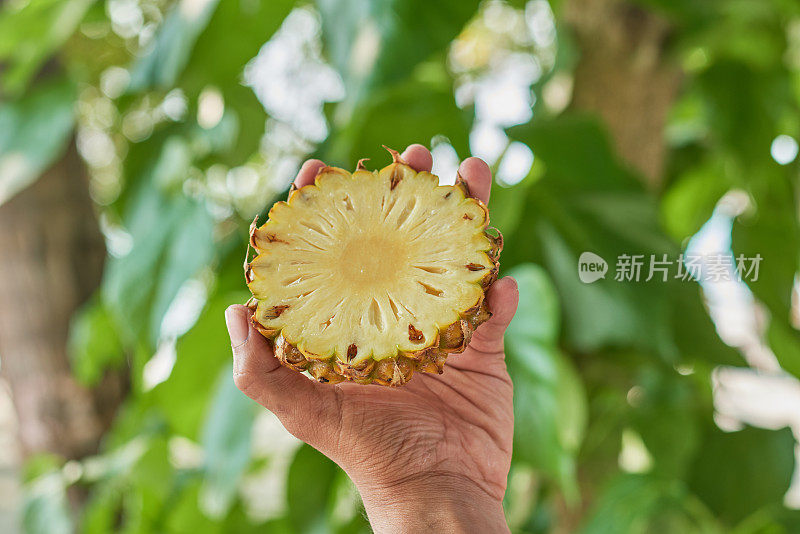 清爽的热带鸡尾酒饮料和水果在吧台近距离