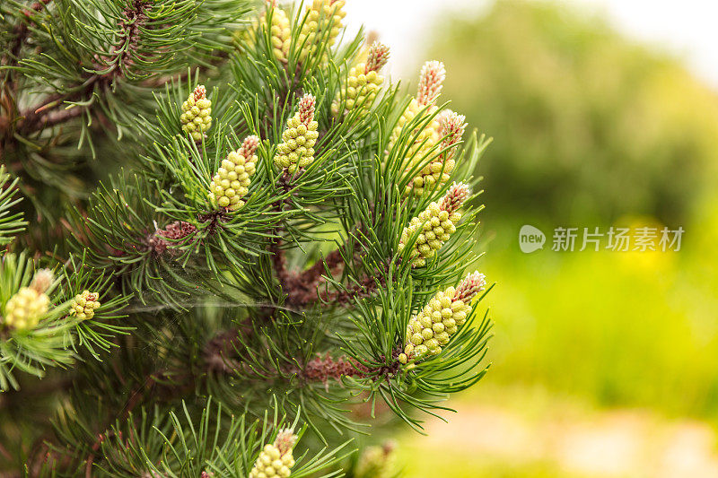 针叶植物-松树