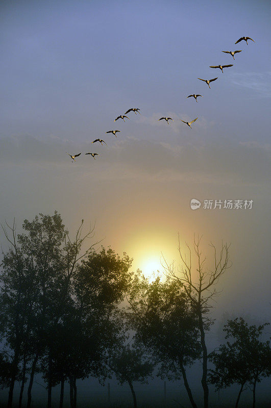 橘黄色的晨雾和一群苔原天鹅