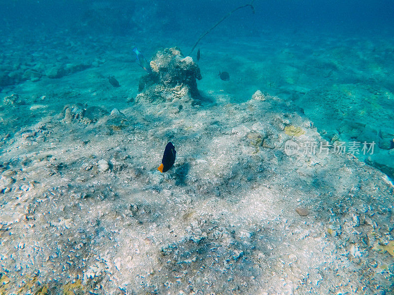 红海中的水下珊瑚礁