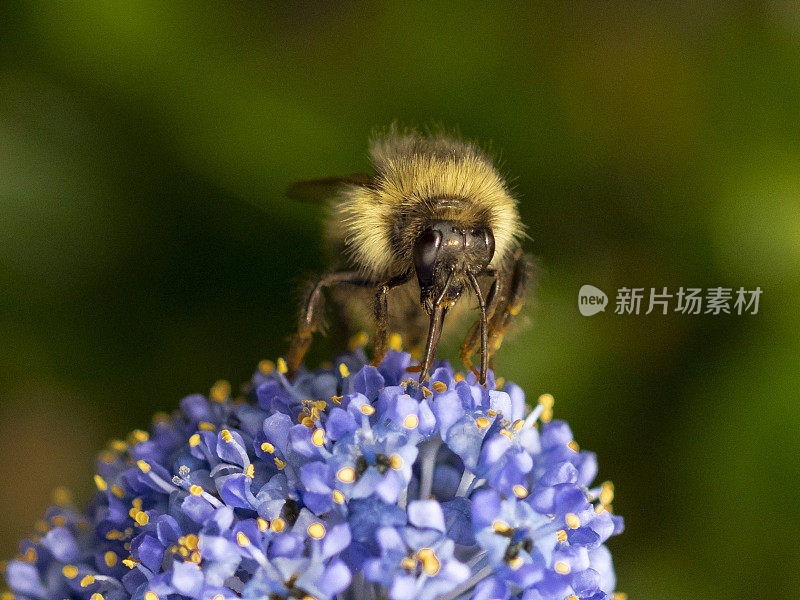 大黄蜂正在吃蓝色花朵俄勒冈熊蜂