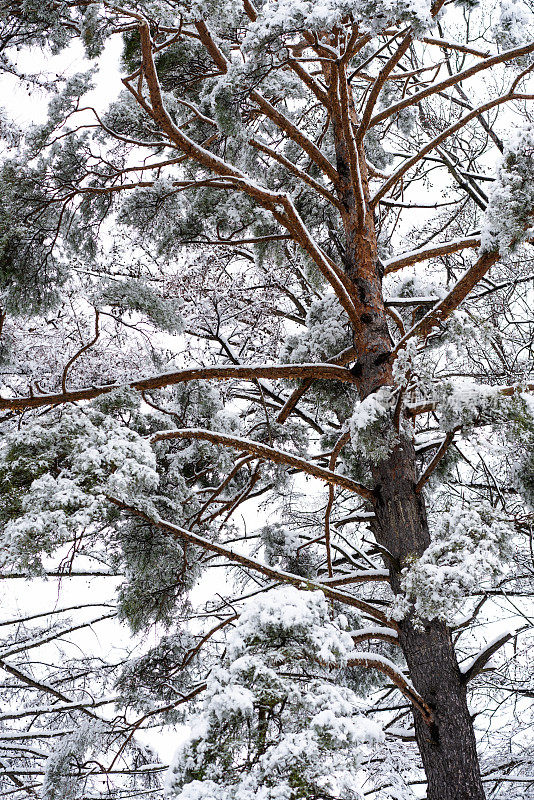 冬天的风景有常青树和新鲜的雪