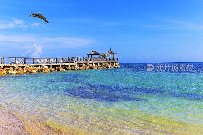 鹈鹕水鸟飞过海滩，蒙特哥湾-牙买加，加勒比海