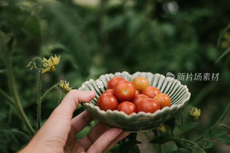自家种植的樱桃番茄和番茄植物