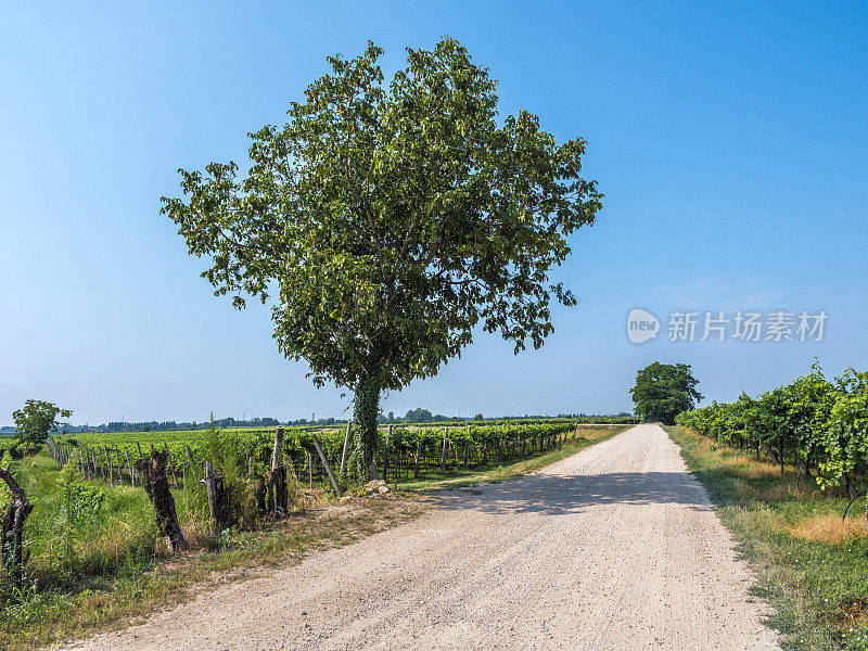 意大利的乡村公路