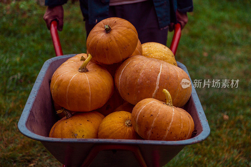 Pumpking在手推车