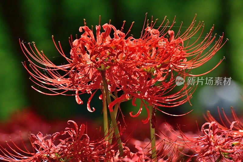 蜘蛛百合花，日高市，日本