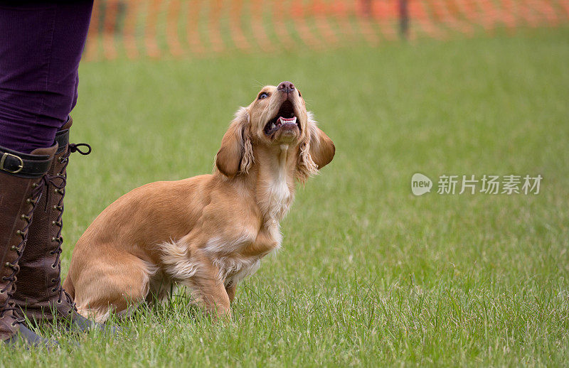 听话的施普林格西班牙猎犬在迷你犬测试期间等待主人的指示