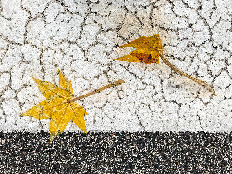 白色柏油路上被雨水打湿的枯叶