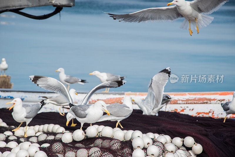 渔船上的海鸥