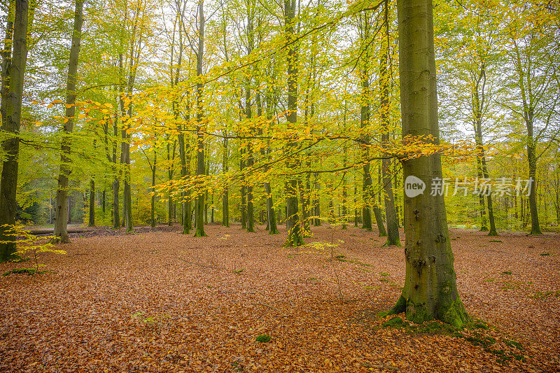 秋天的下午，森林里金黄色的山毛榉树