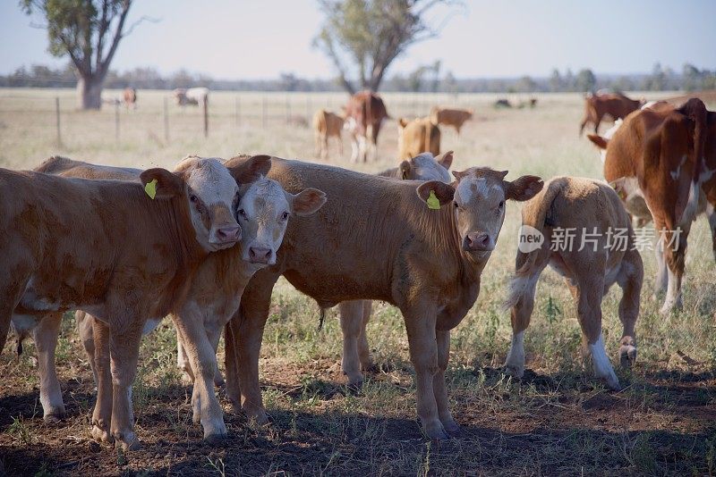 草料喂养的肉牛小牛在晨曦中