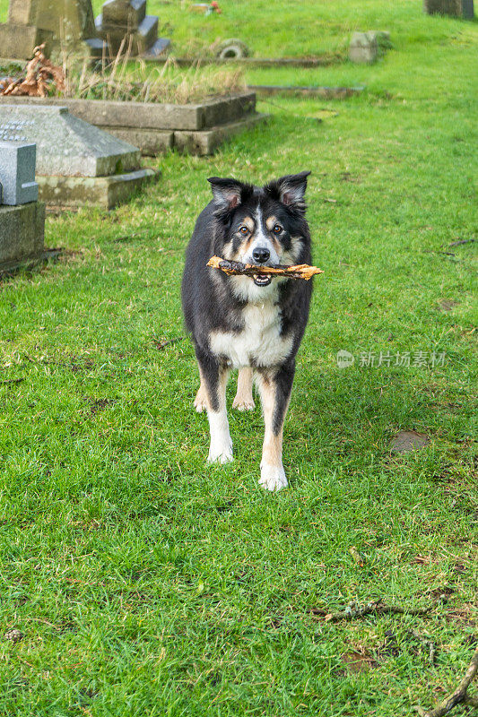 嘴里叼着木棍的边境牧羊犬