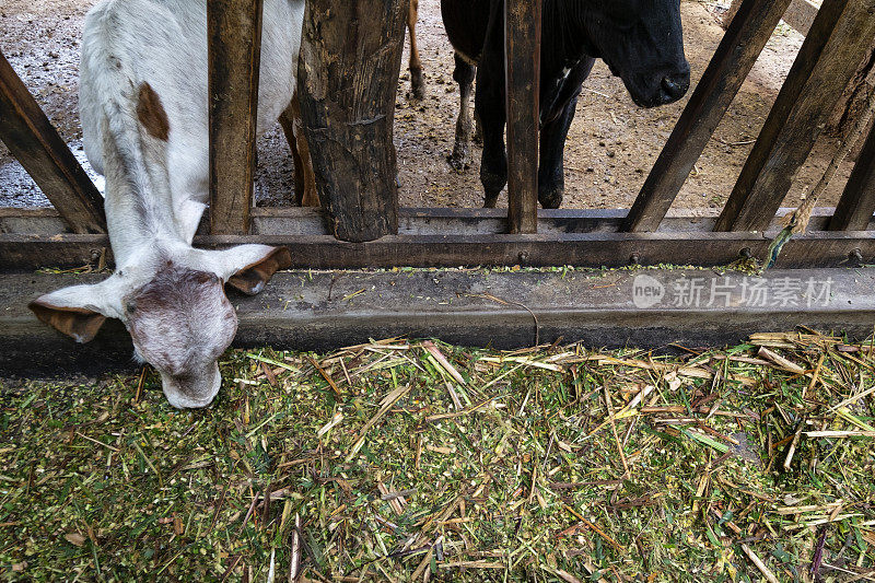 农业综合企业-喂牛-喂牛的马厩-吃牛