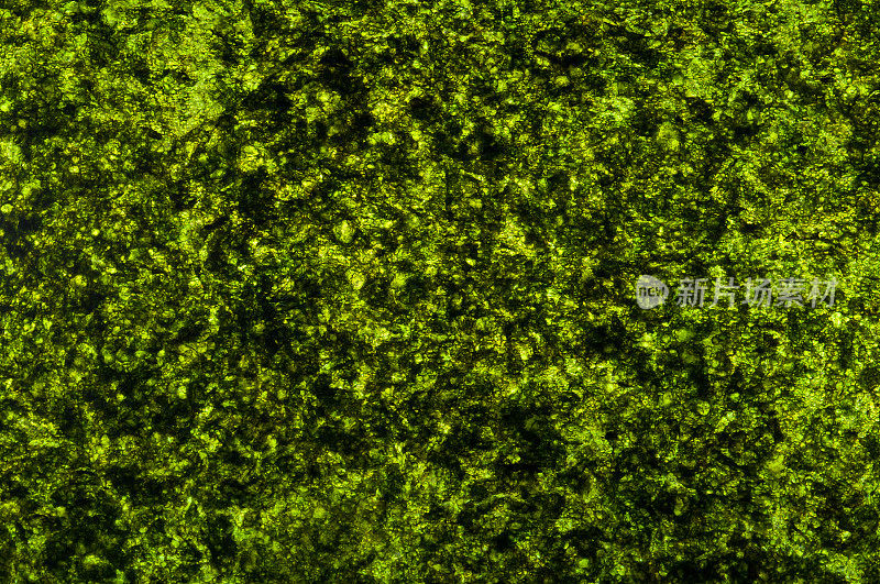 特写一张干脆的绿色海藻质地。细部绿藻，片脆海藻亚洲食品背景或抽象纹理。顶视图的形象。