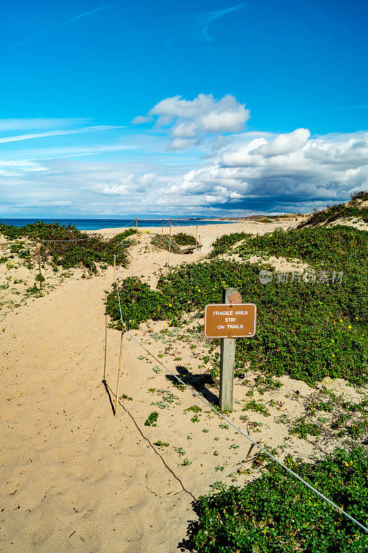 海滨州海滩的海滩沙丘恢复