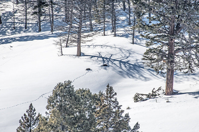 两只母狼在美国黄石公园三月的雪地里睡觉