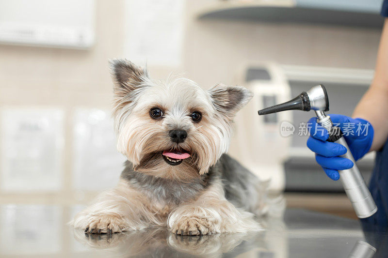 美丽的兽医检查一个小可爱的狗品种约克夏梗在一个兽医诊所的耳镜的帮助下。快乐的狗在体检。兽医院的背景。
