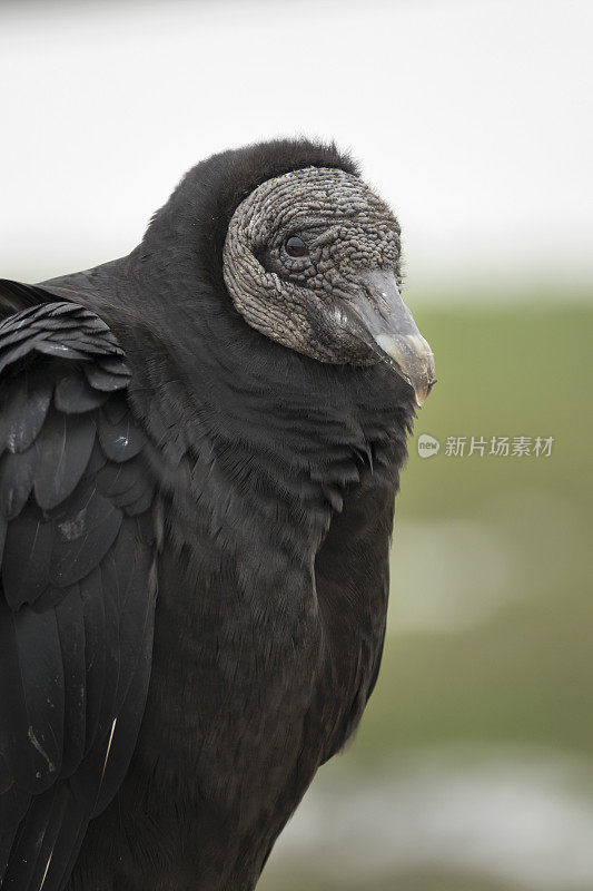 黑色秃鹫肖像特写得克萨斯州阿兰萨斯国家野生动物保护区