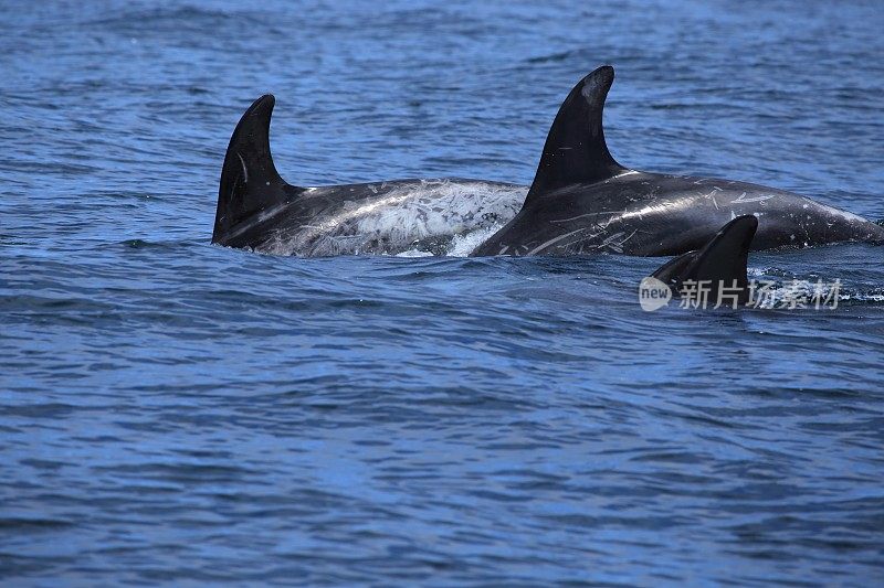 美国加利福尼亚州蒙特雷湾的海洋哺乳动物