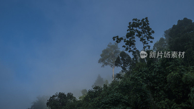 神奇的雨林被雾覆盖