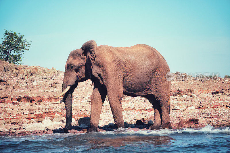 非洲大象在津巴布韦的卡里巴湖喝水