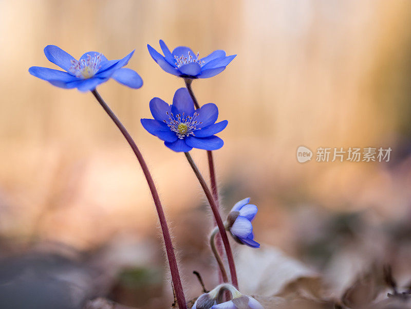 肝片花是一种有紫色花萼的野花。