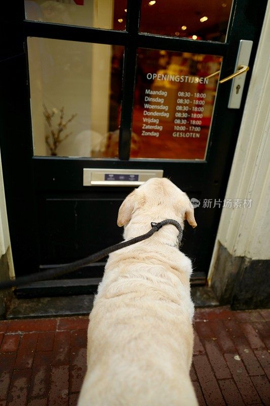 阿姆斯特丹的拉布拉多寻回犬