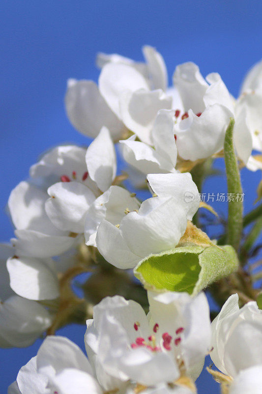 白色的苹果花瓣在春天的阳光明媚的蓝天下，开花的苹果树苹果与白色的花，花，叶和花生长在水果蔬菜园地，木质的树枝，小树枝和花粉供蜜蜂授粉