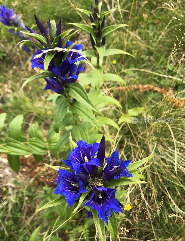 山上的龙胆花