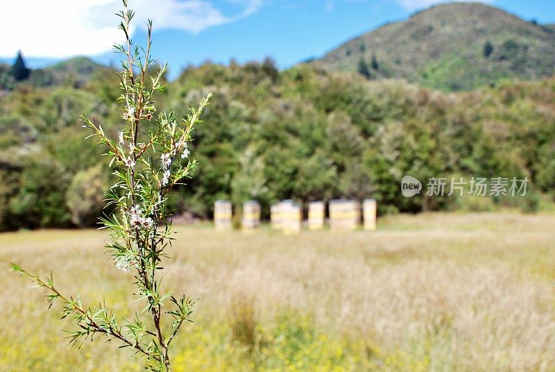 夏天乡下的蜂箱