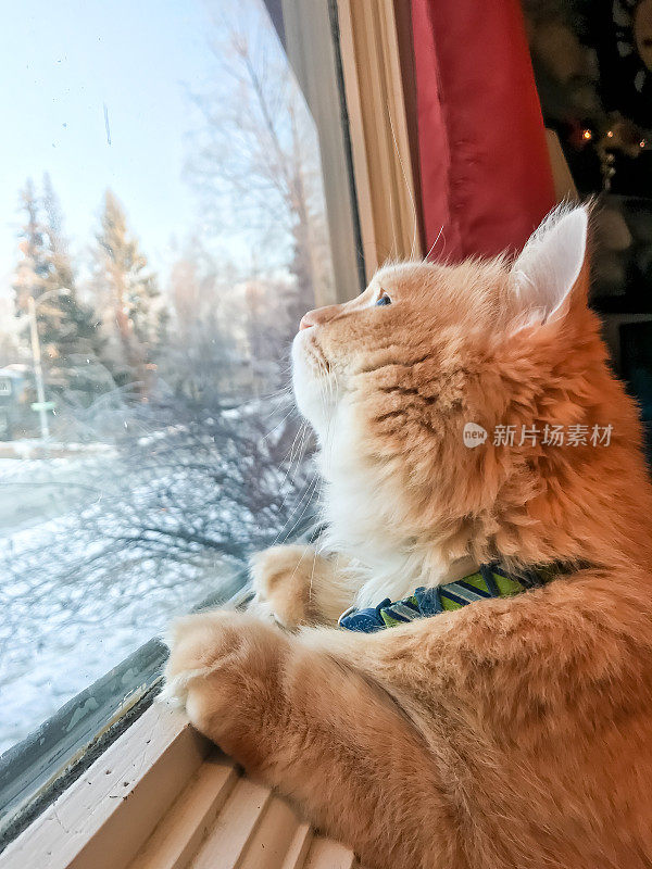 橘黄色的猫在看窗台