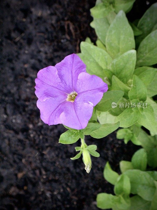 新鲜的紫矮牵牛花在花园里