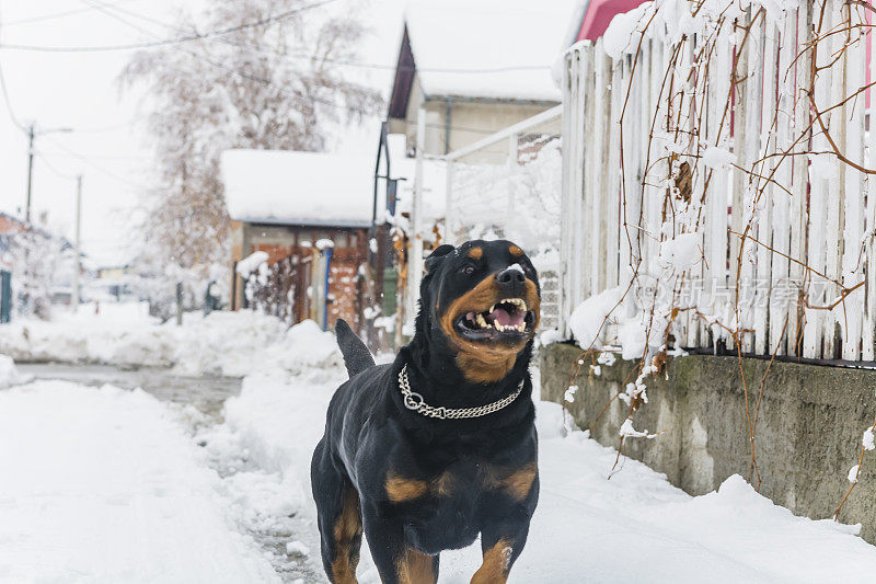 村子里的狗在雪地里玩耍