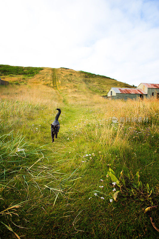Blönduós，冰岛:黑猫走过草地