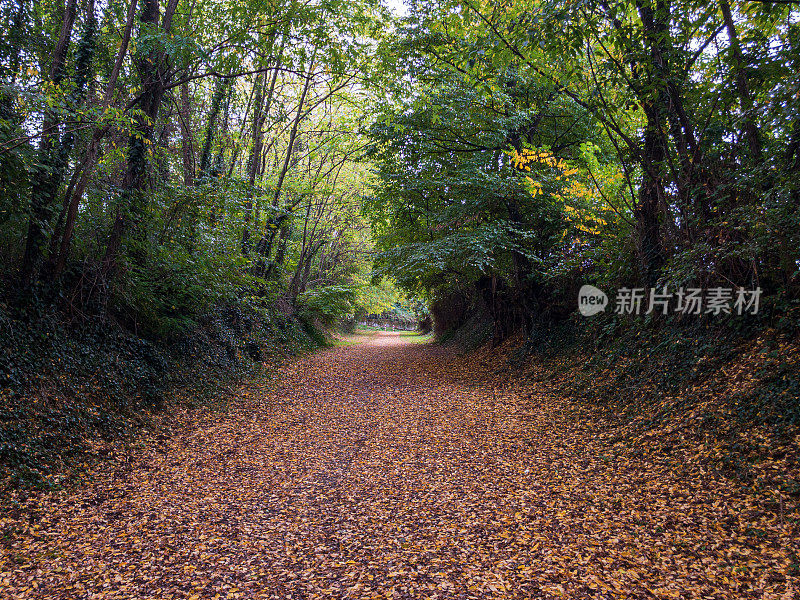 秋天，美丽的乡间小路被树叶覆盖着