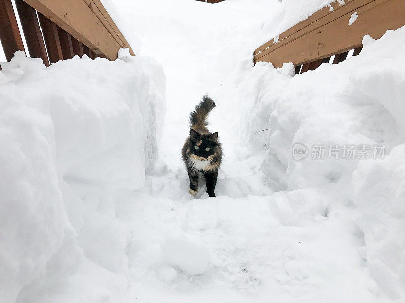 可爱的猫走进房子后，巨大的暴风雪。