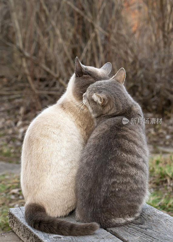 在乡村里，两只可爱的猫坐在木凳旁接吻，背景是春天傍晚的灌木丛。爱和友谊宠物。