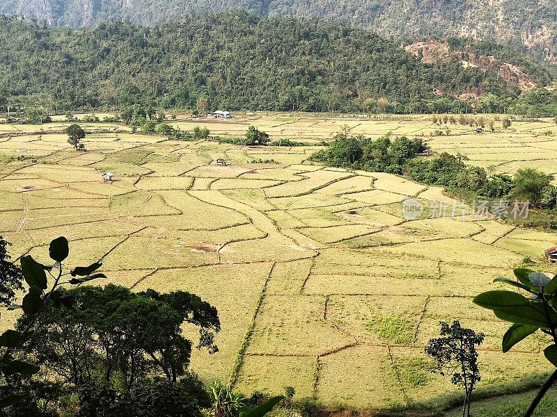 老挝万荣的稻田