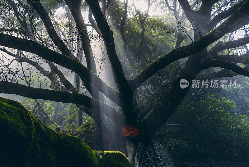 西双版纳热带雨林,云南