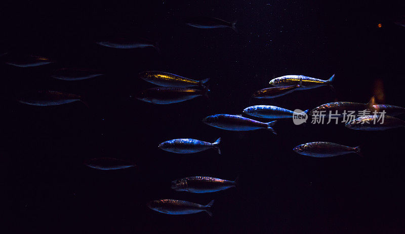 水族馆里彩色的热带鱼