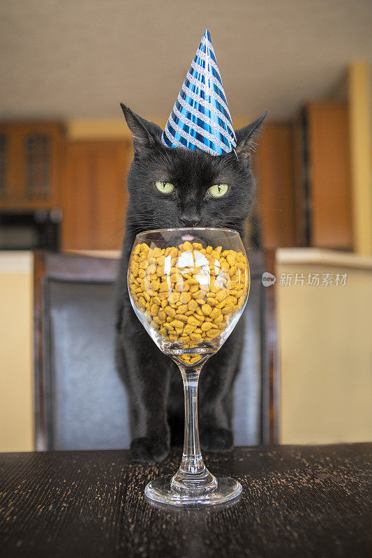 被宠坏的生日猫从酒杯里吃东西