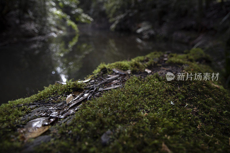 长满青苔的日志