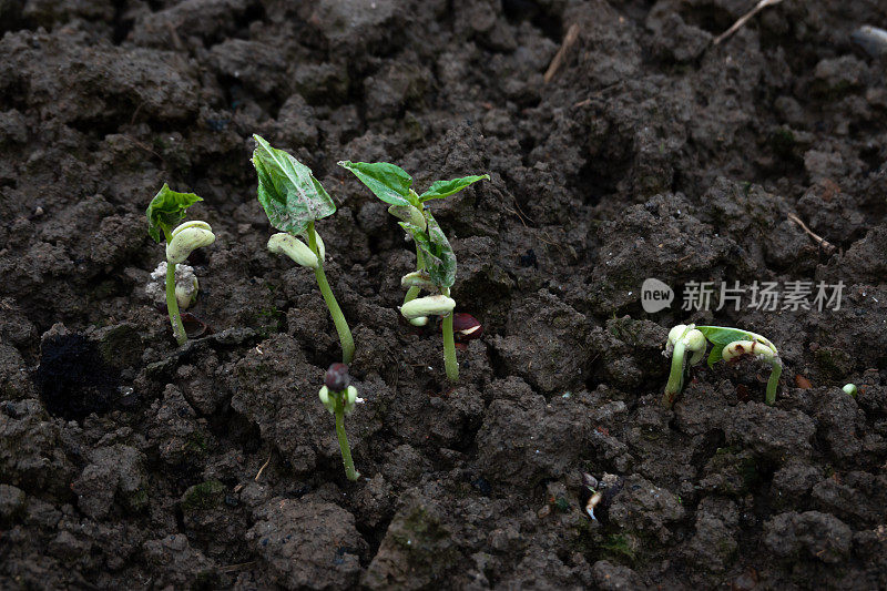 春天从土壤里种出豇豆苗